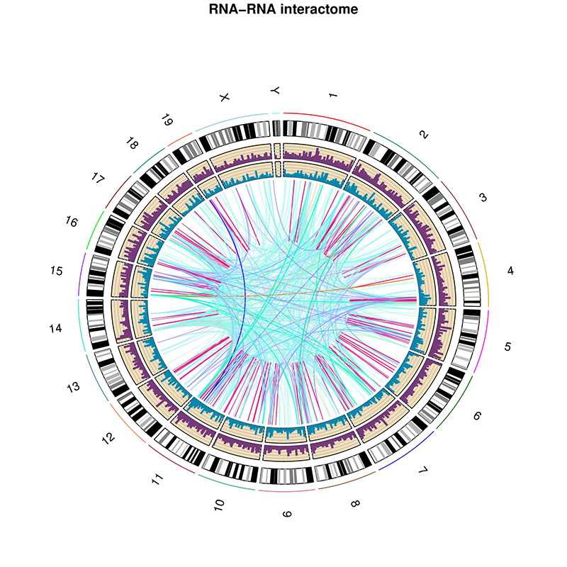 _images/GGCG-MEF_interactome.jpg